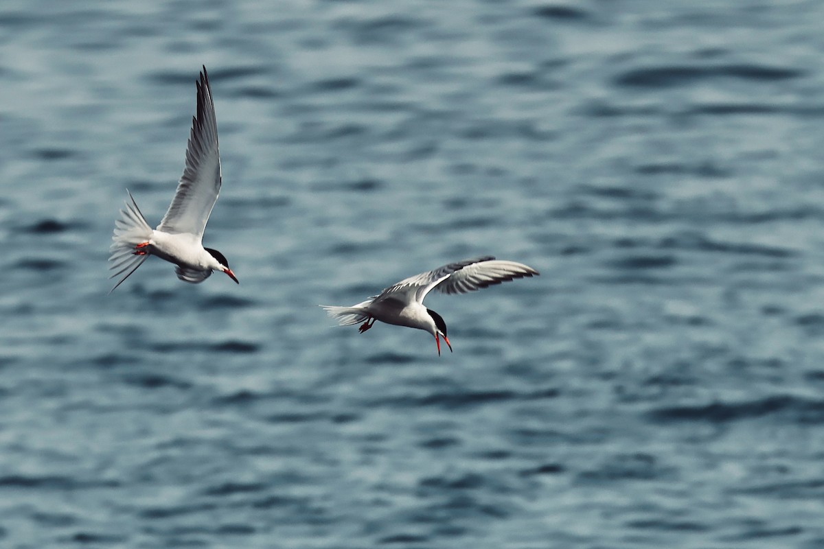 Common Tern - ML617846764