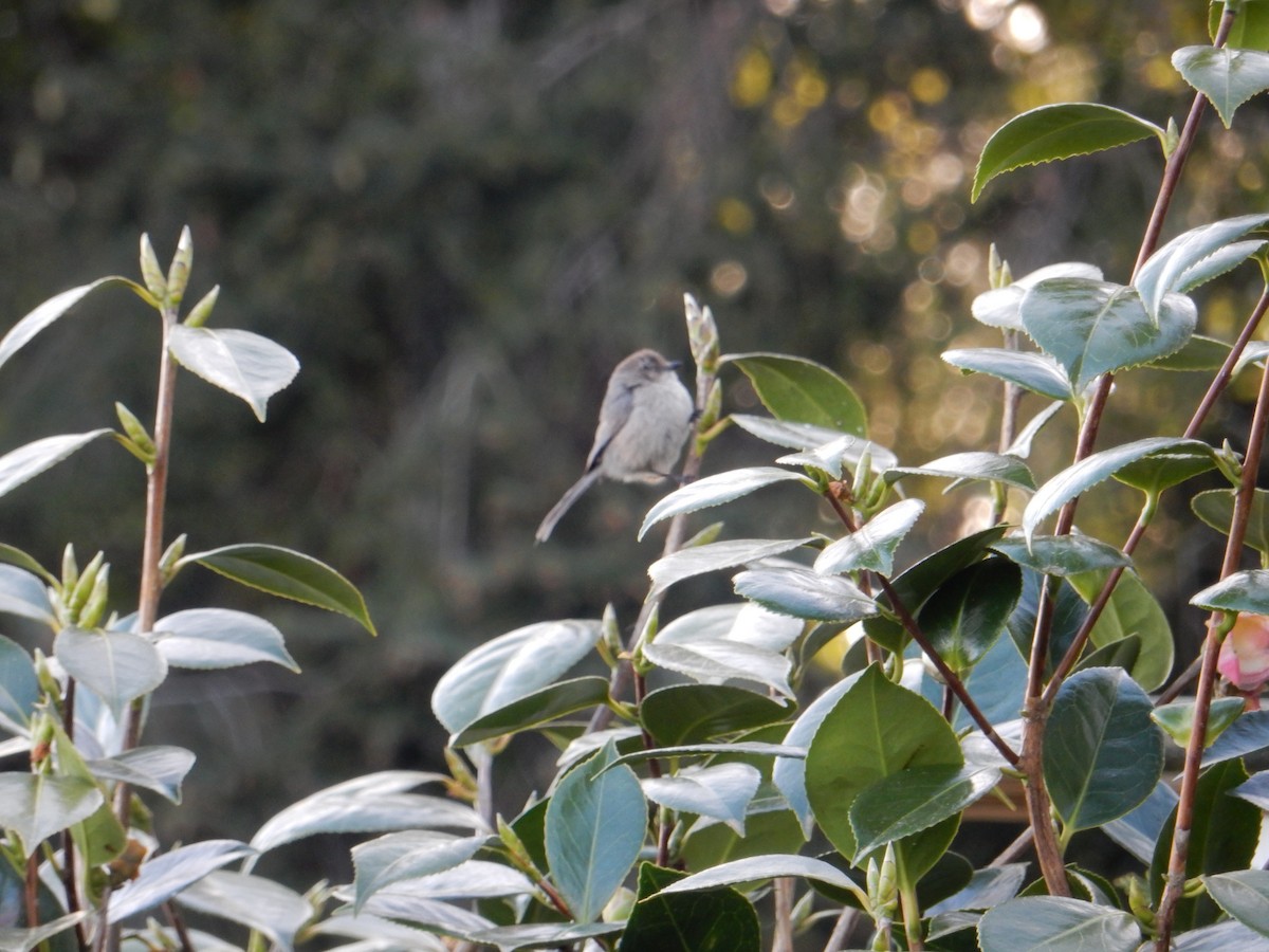 Bushtit - ML617846778