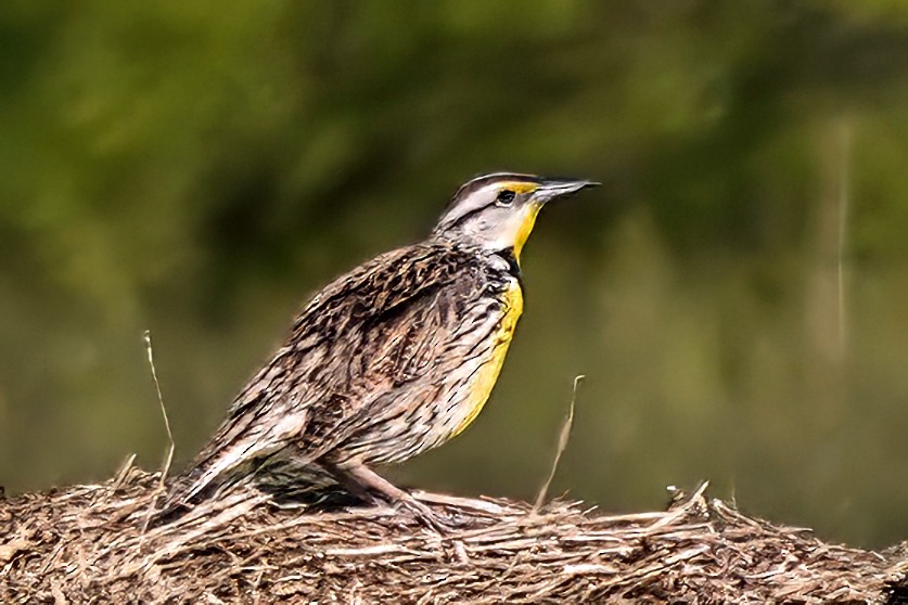 Eastern Meadowlark - ML617846779