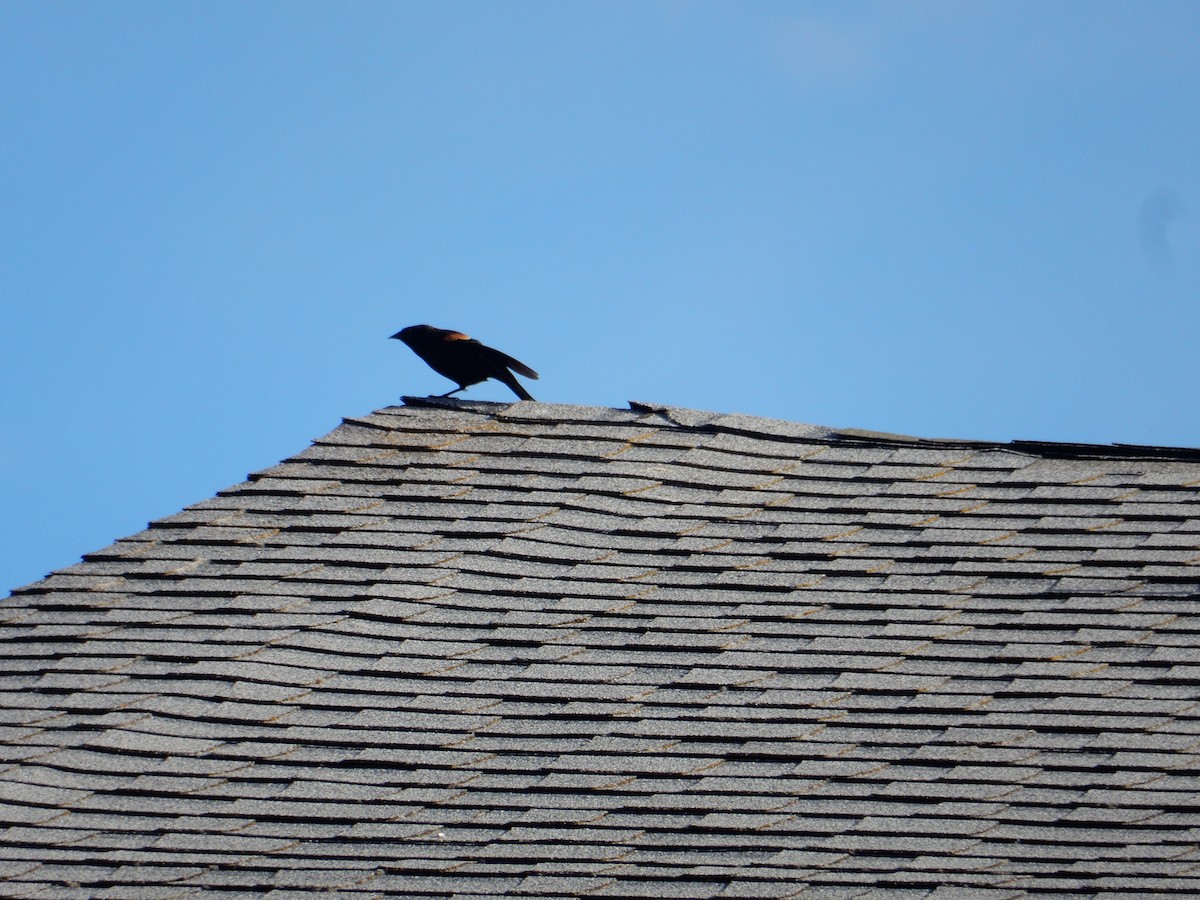 Red-winged Blackbird - Scott Freeman