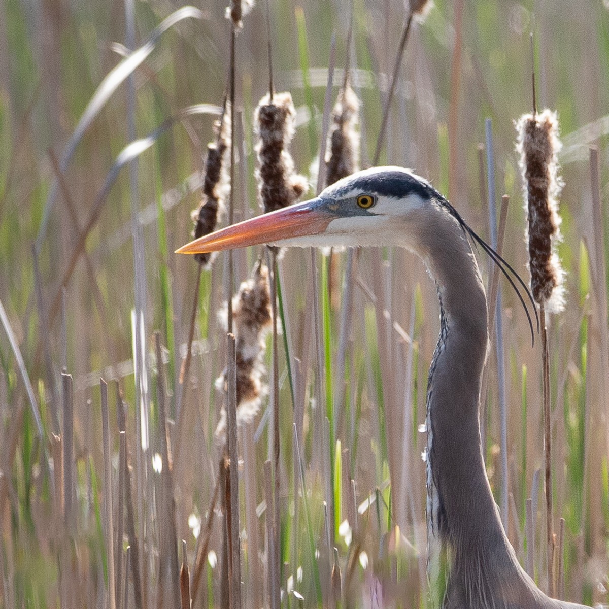 Great Blue Heron (Great Blue) - ML617846814