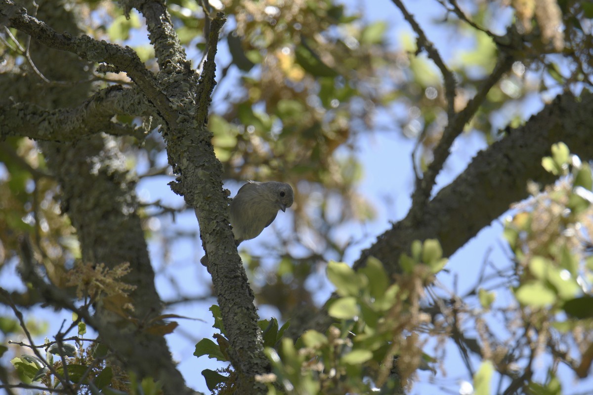 Oak Titmouse - ML617846855