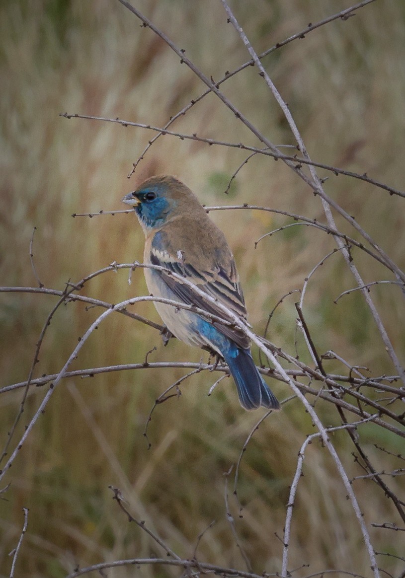 Lazuli Bunting - ML617846857