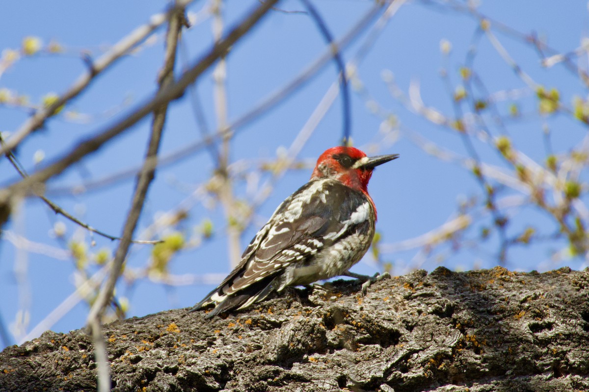 Red-naped x Red-breasted Sapsucker (hybrid) - ML617846869