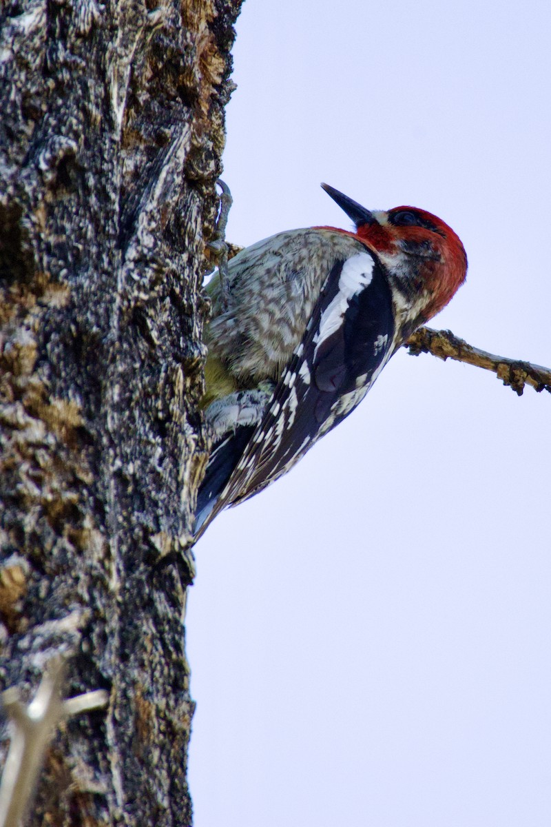 Red-naped Sapsucker - ML617846870