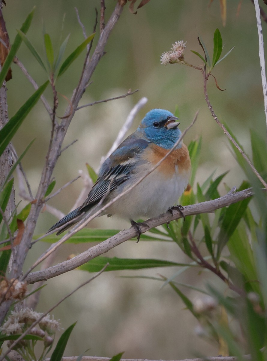 Lazuli Bunting - ML617846874