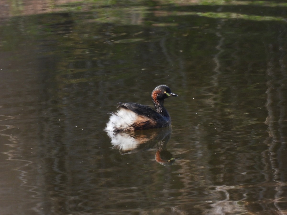 Australasian Grebe - ML617846876