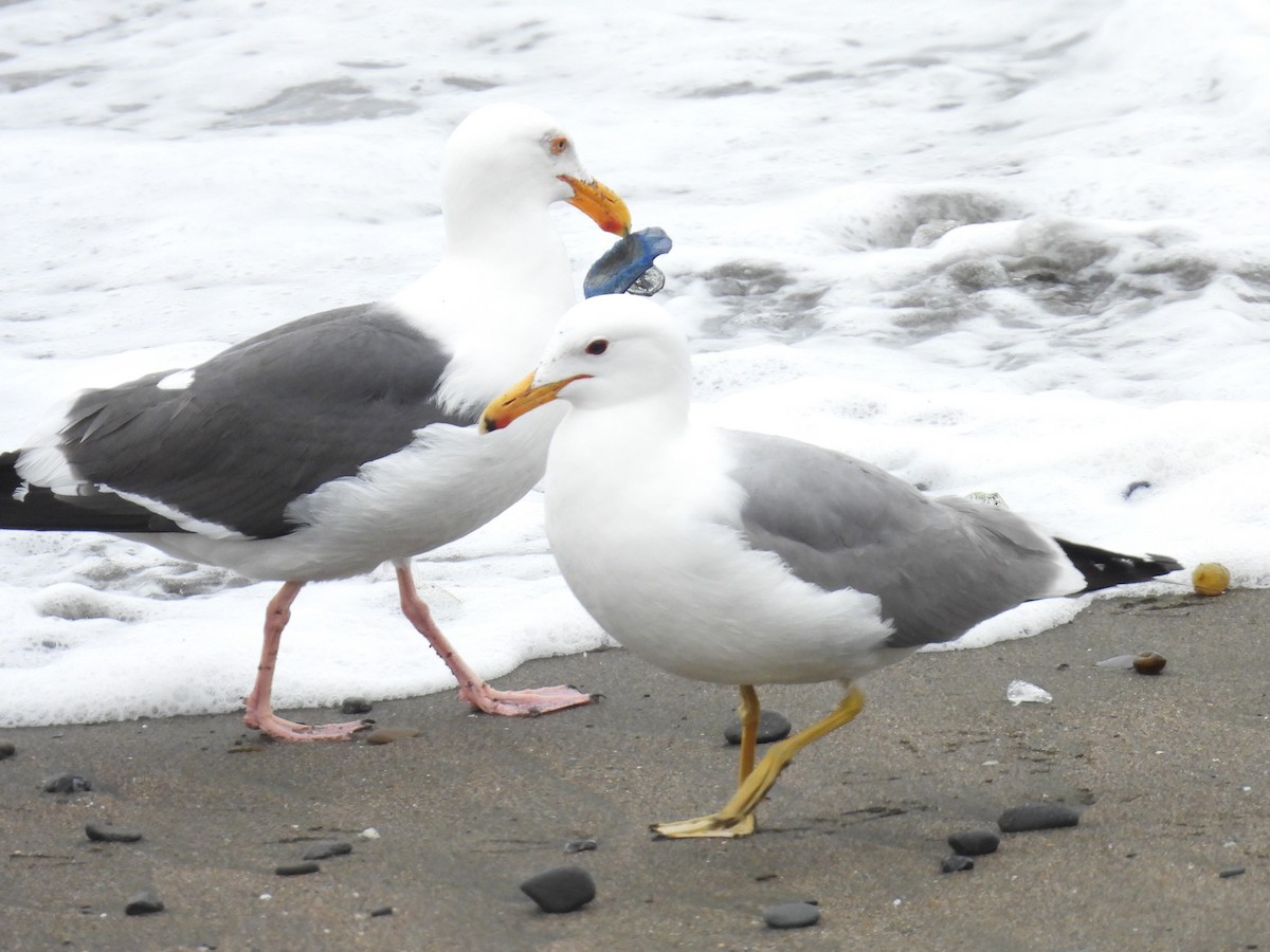 California Gull - ML617846935