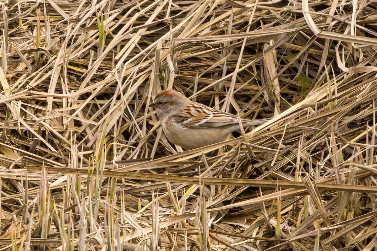 American Tree Sparrow - Scott Fischer