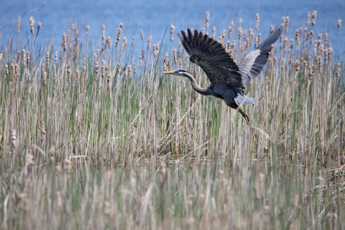 Great Blue Heron (Great Blue) - ML617846946