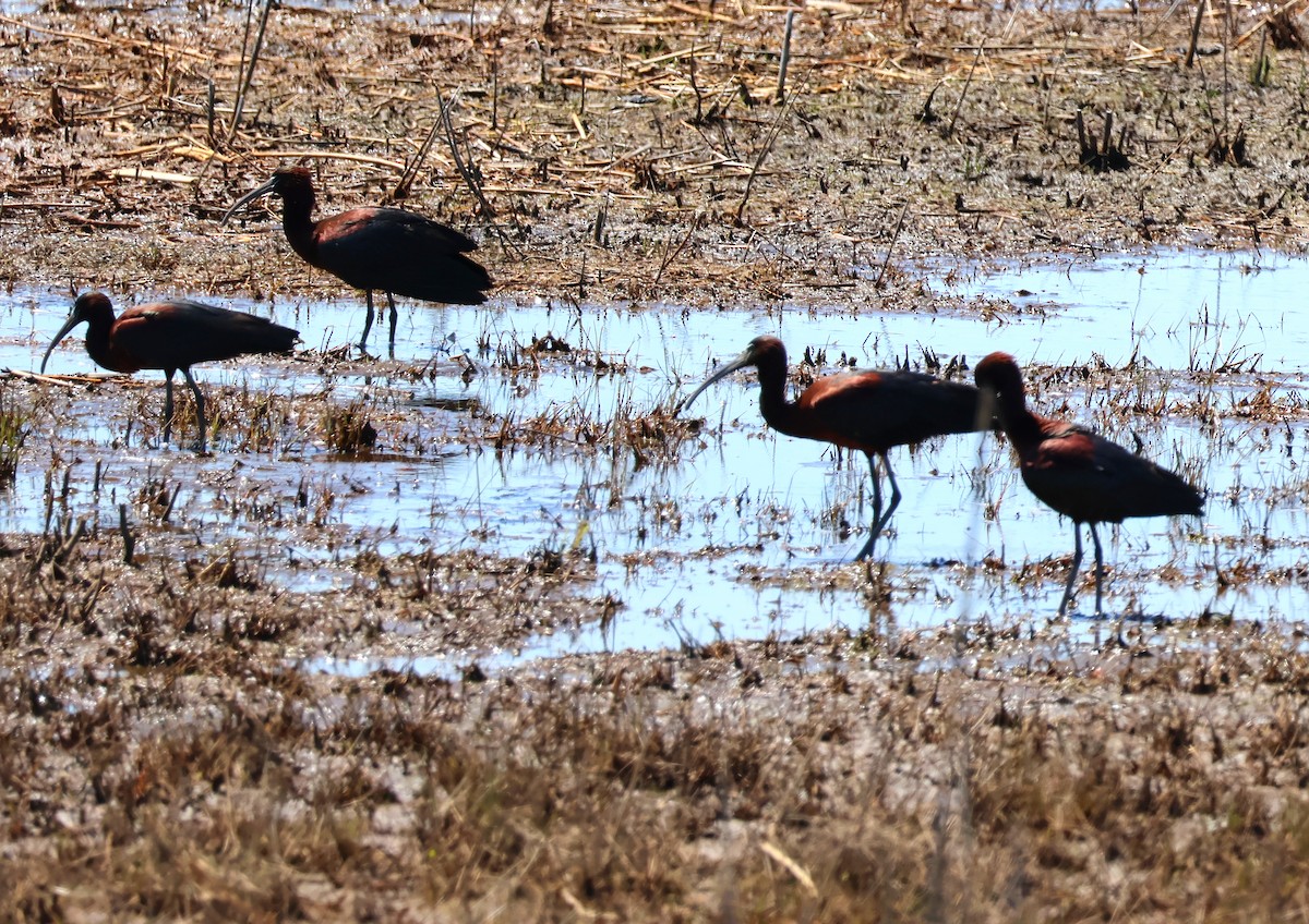 Glossy Ibis - Daniel Emlin