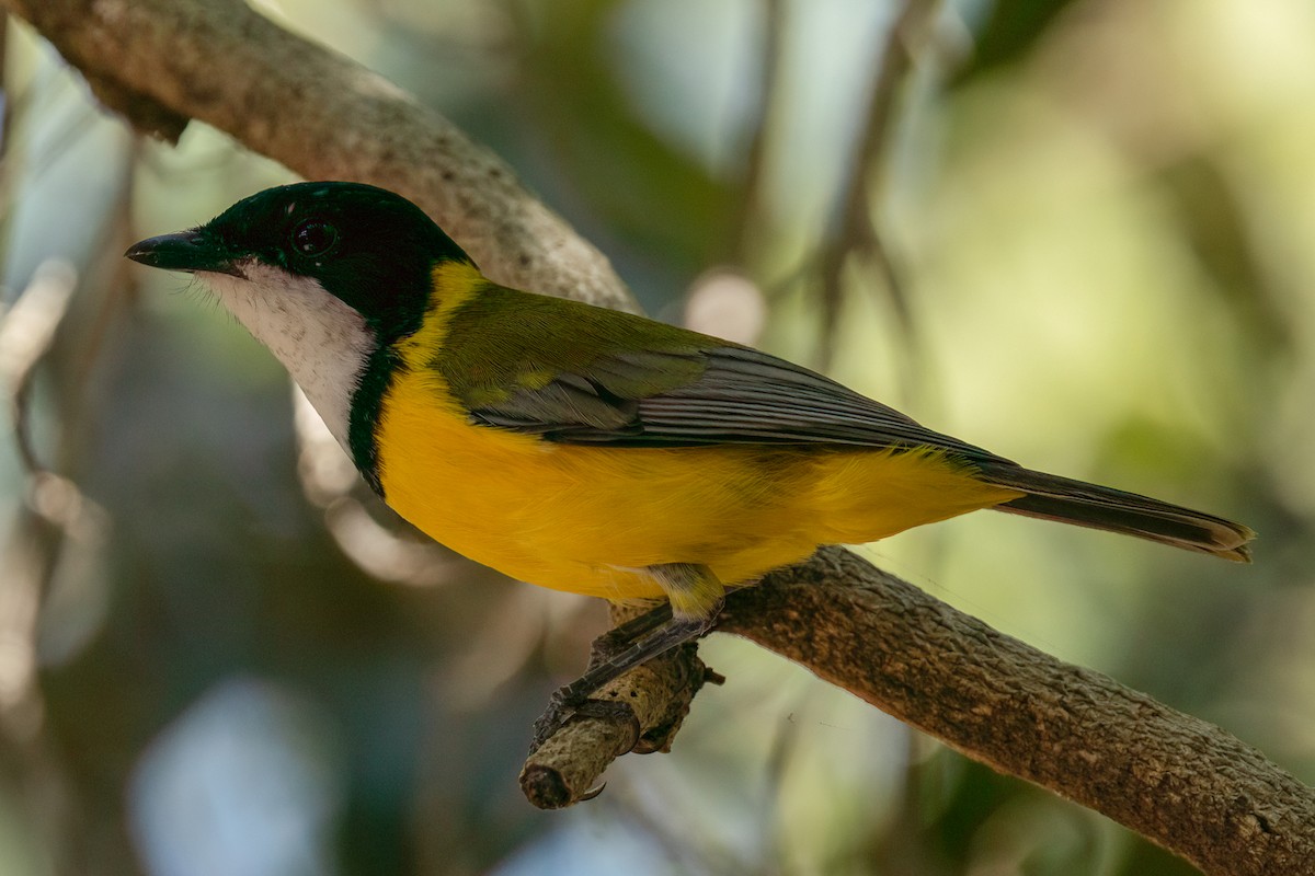 Black-tailed Whistler - ML617846953