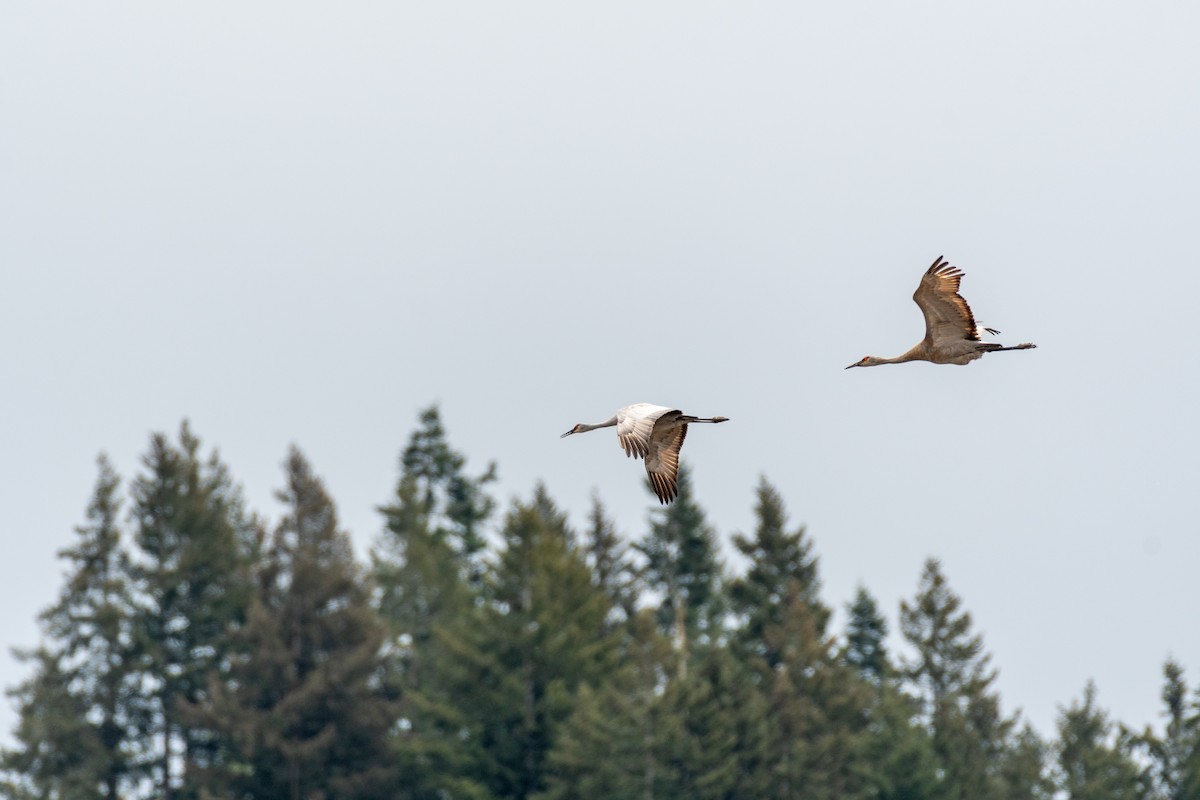 Sandhill Crane - ML617846965