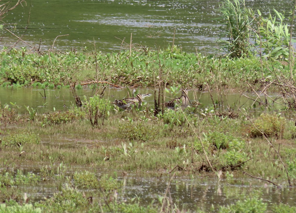 Wilson's Snipe - ML617846976