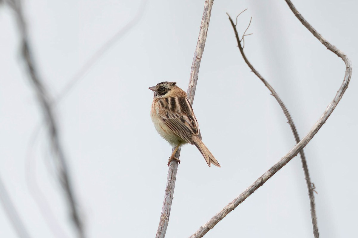 Ochre-rumped Bunting - Sam N