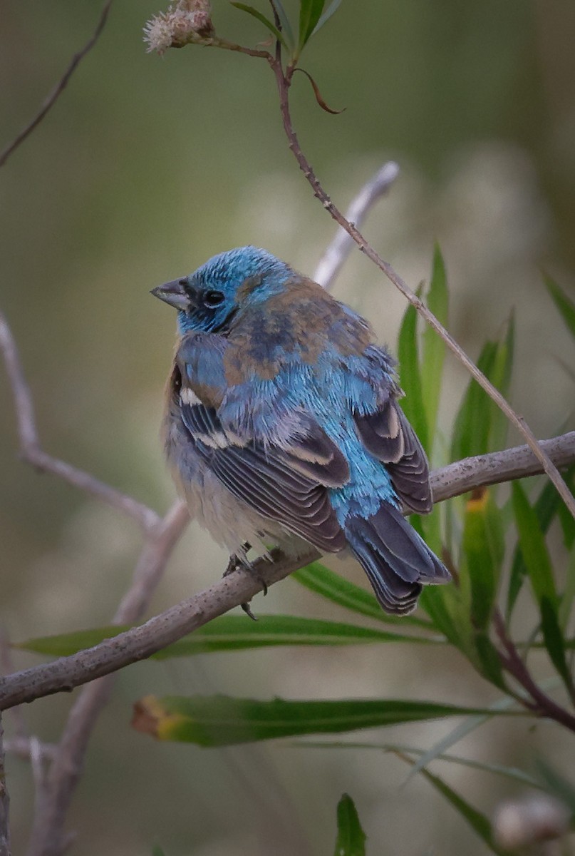 Lazuli Bunting - ML617846989