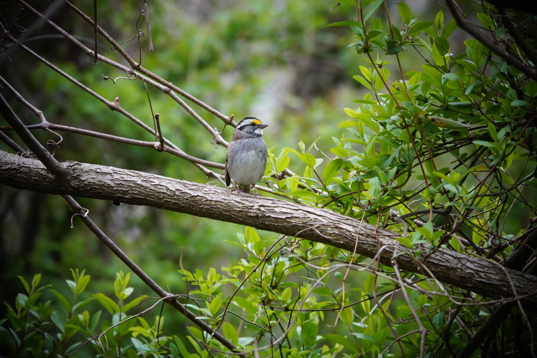 White-throated Sparrow - Anonymous