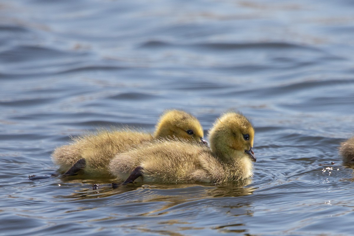 Канад галуу - ML617847049