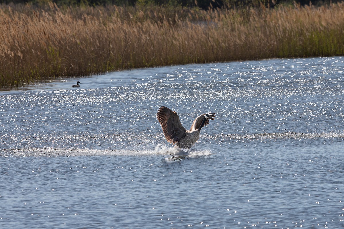 Bernache du Canada - ML617847050