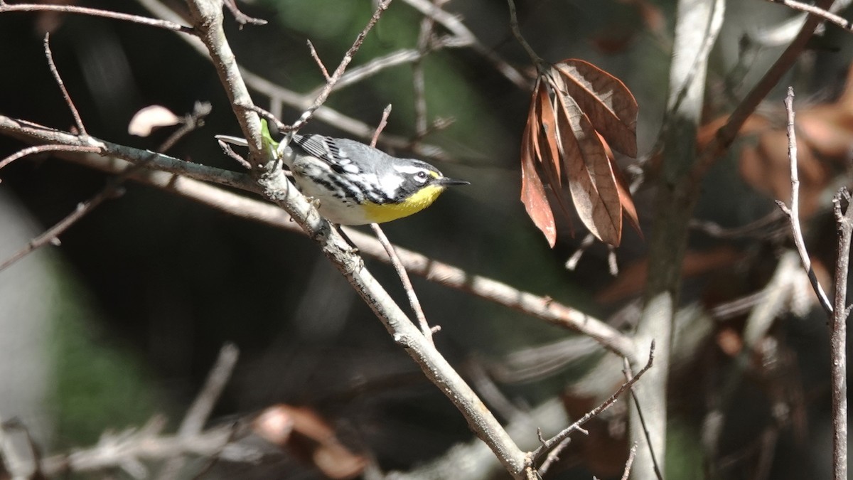 Northern Parula - ML617847052