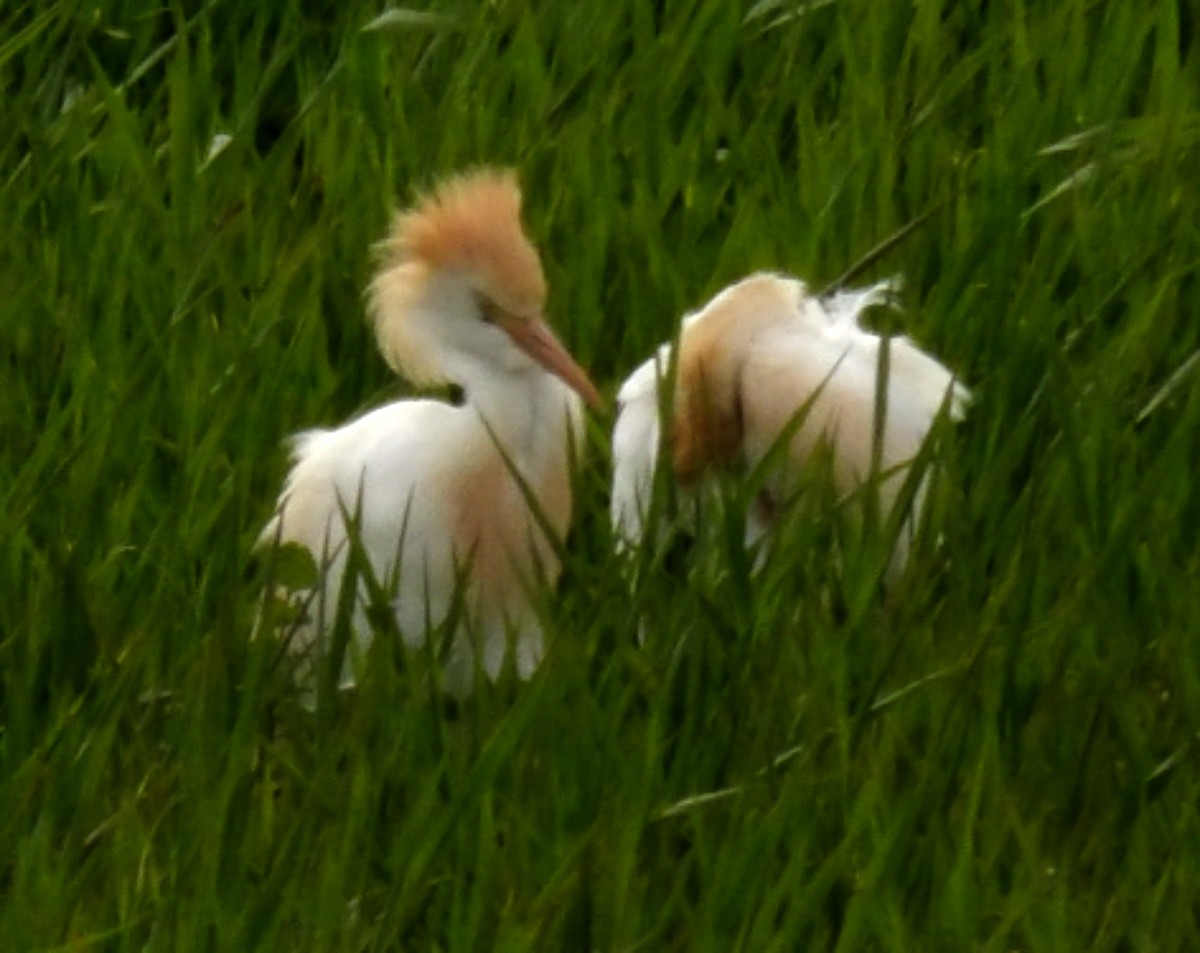 Western Cattle Egret - ML617847059