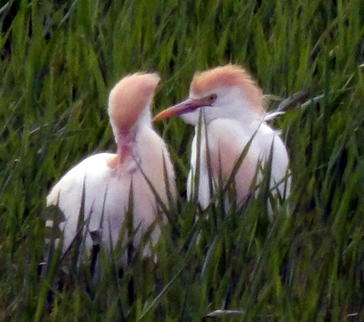 ニシアマサギ - ML617847060