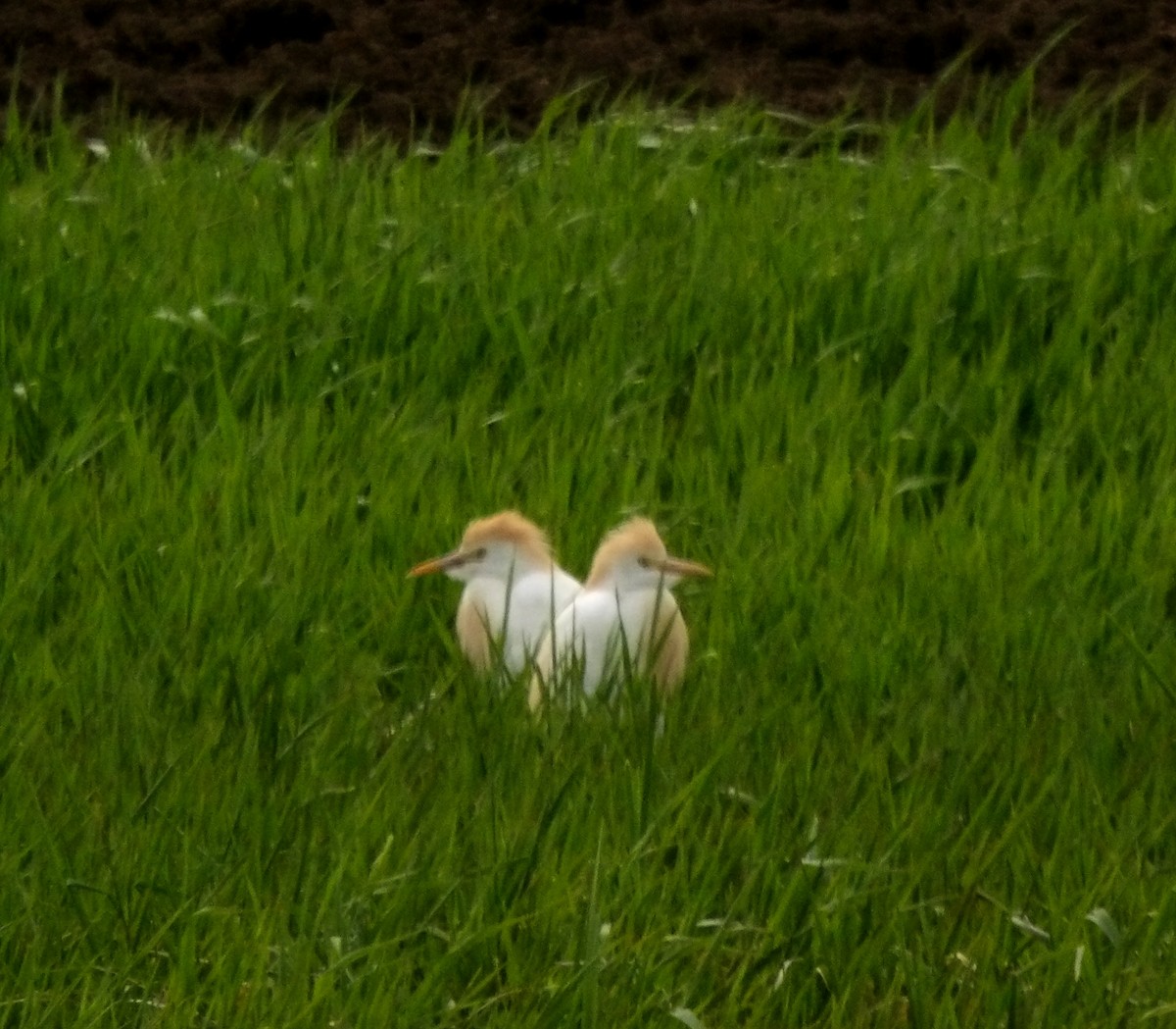 ニシアマサギ - ML617847062