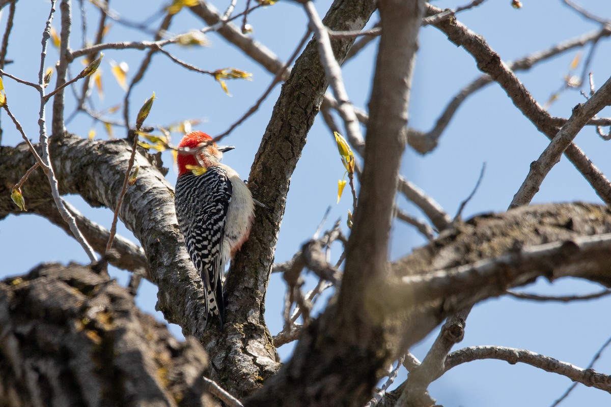 Red-bellied Woodpecker - ML617847084