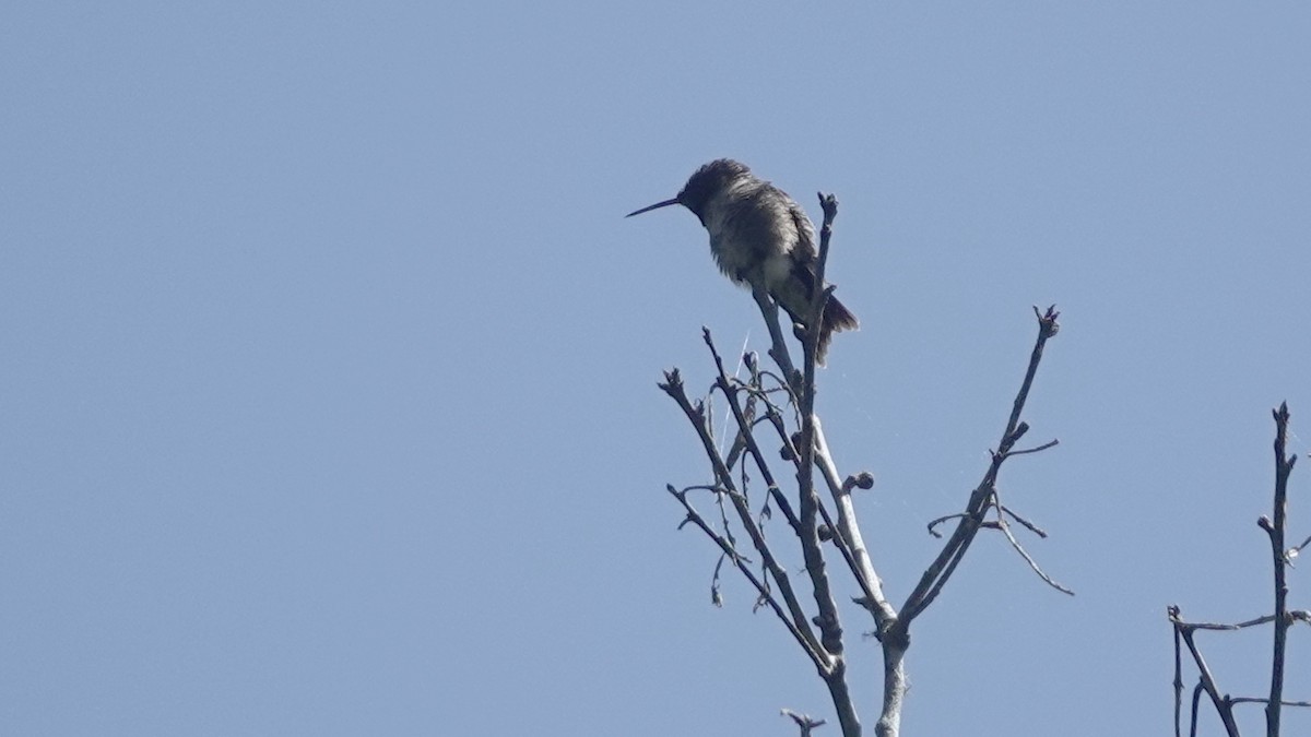 Ruby-throated Hummingbird - ML617847089