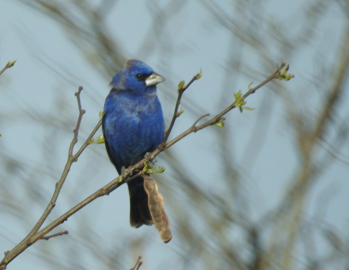 Blue Grosbeak - Kent Miller