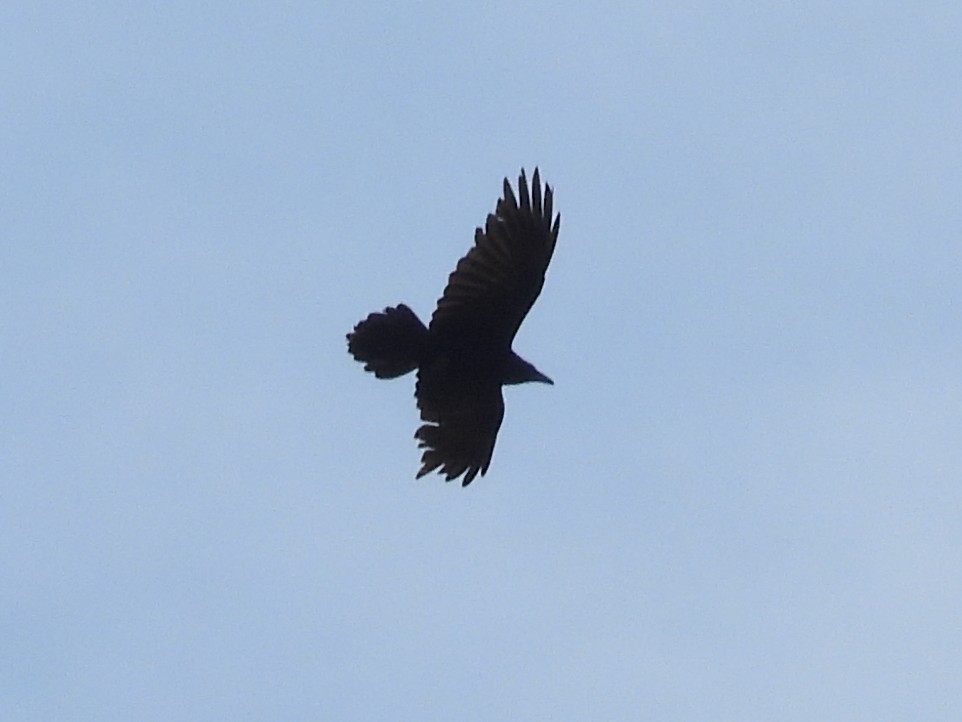 Common Raven - ML617847250