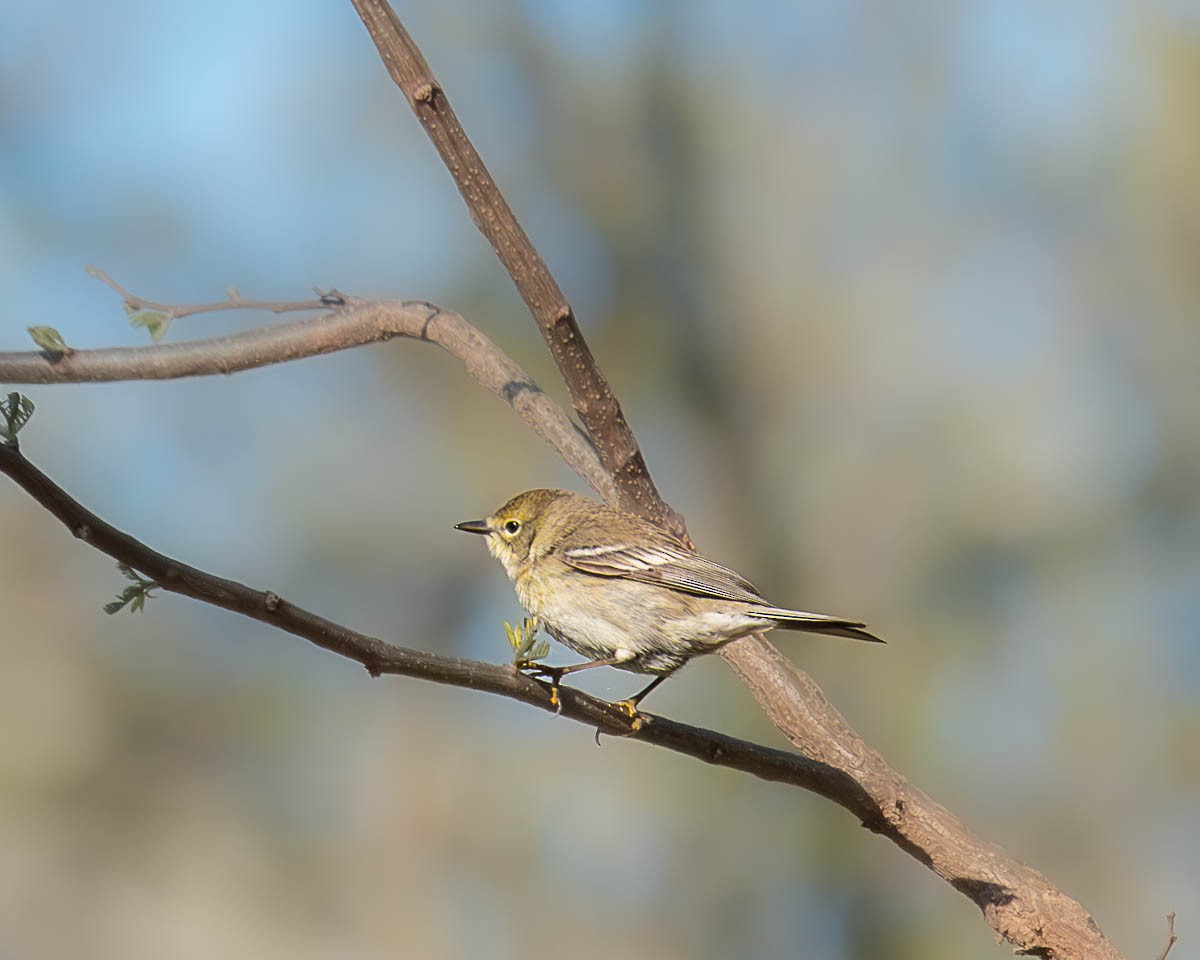 Pine Warbler - ML617847383