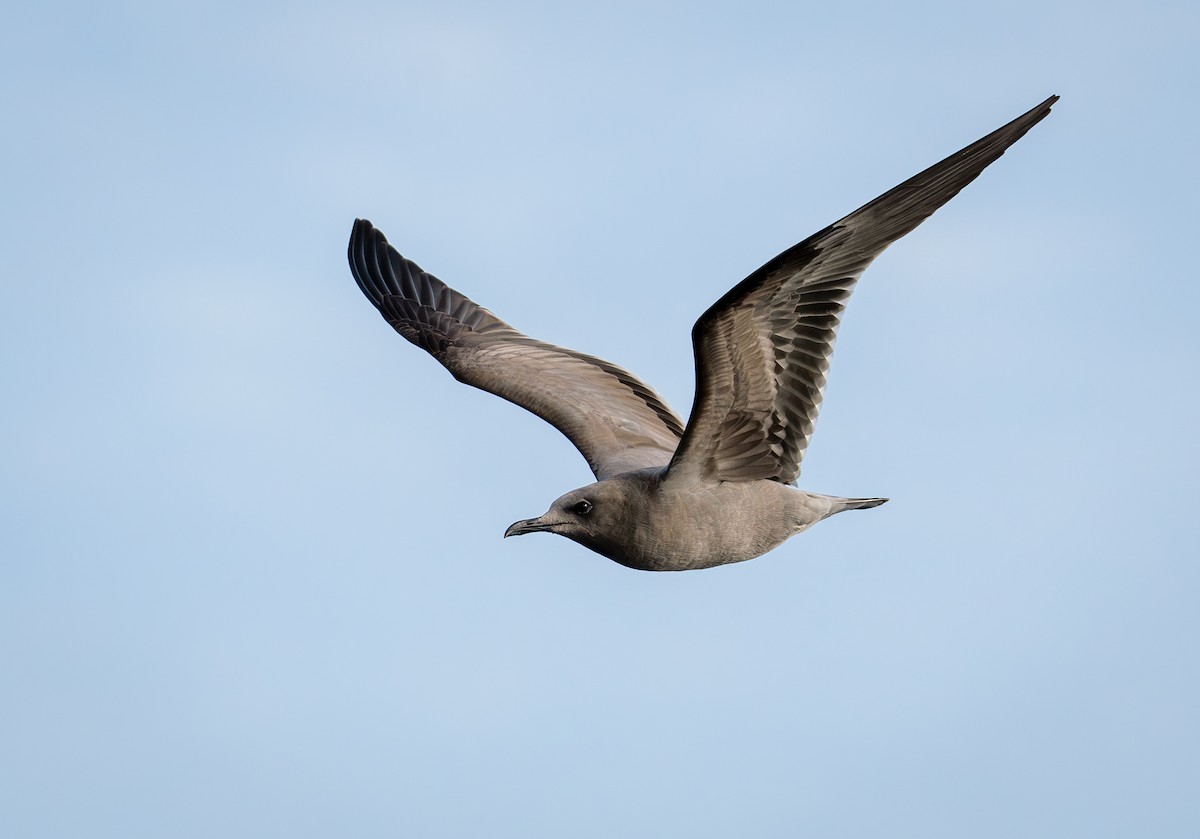 Gaviota Garuma - ML617847408