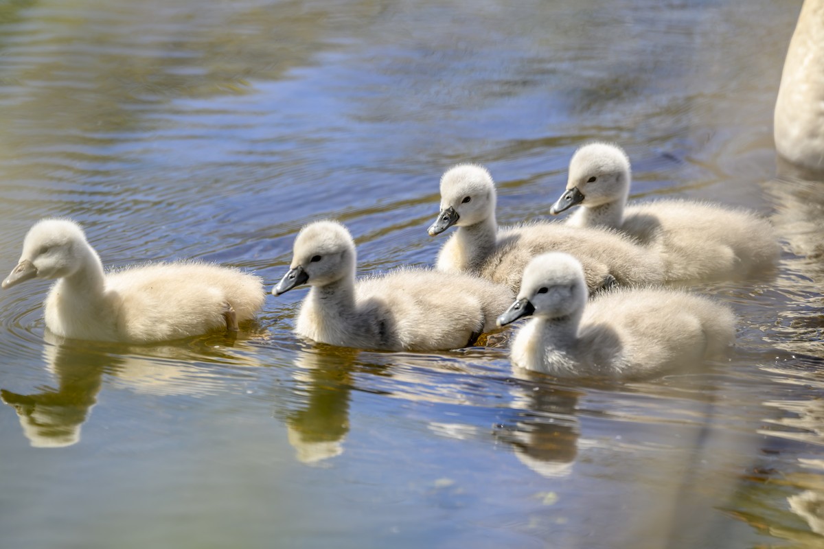 Cygne tuberculé - ML617847480