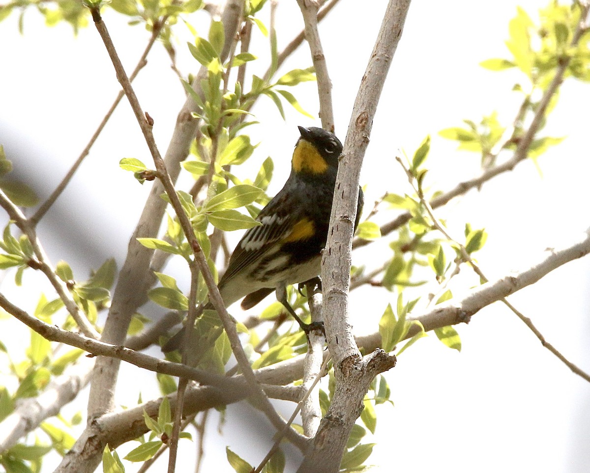 Yellow-rumped Warbler (Audubon's) - Norm Lewis