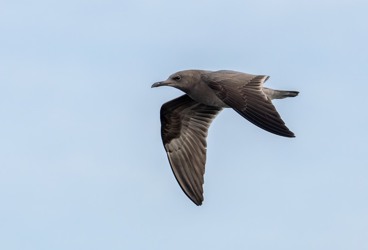 Gray Gull - Sergio Bitran