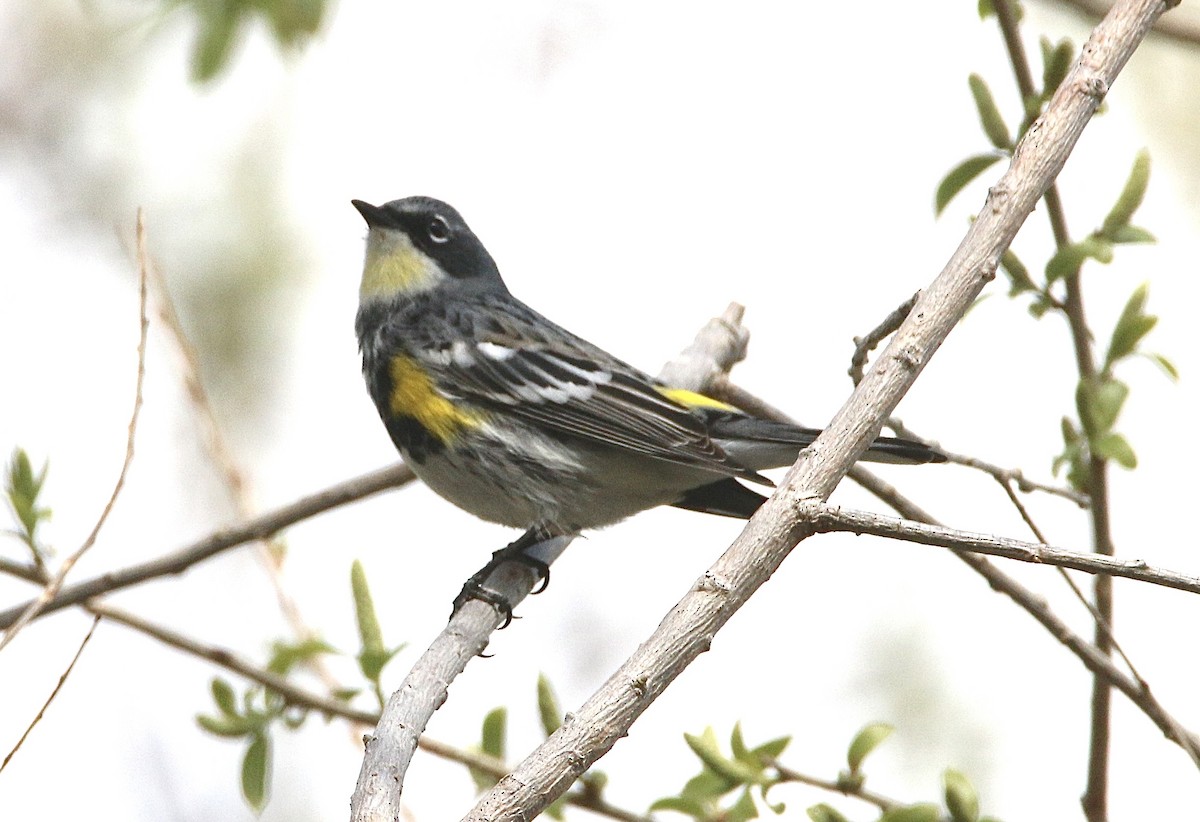 lesňáček žlutoskvrnný (ssp. coronata) - ML617847551