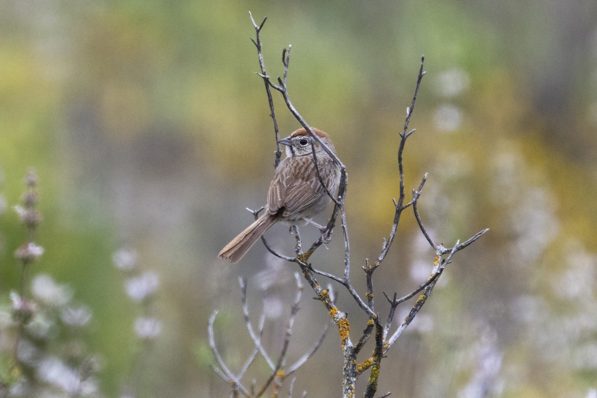 Rufous-crowned Sparrow - Mark Golan