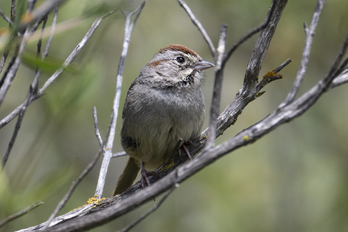 Rufous-crowned Sparrow - Mark Golan