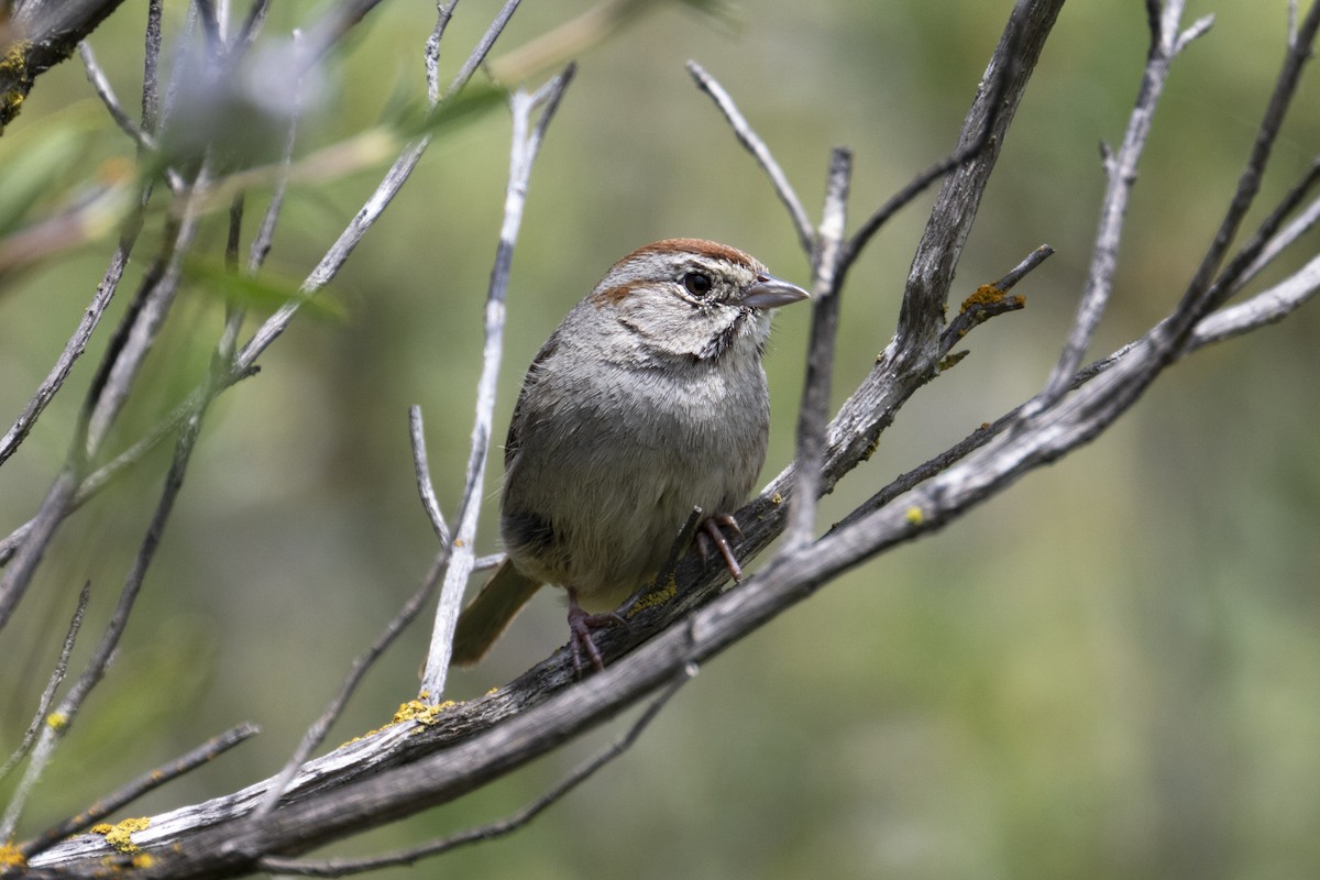 Rufous-crowned Sparrow - Mark Golan