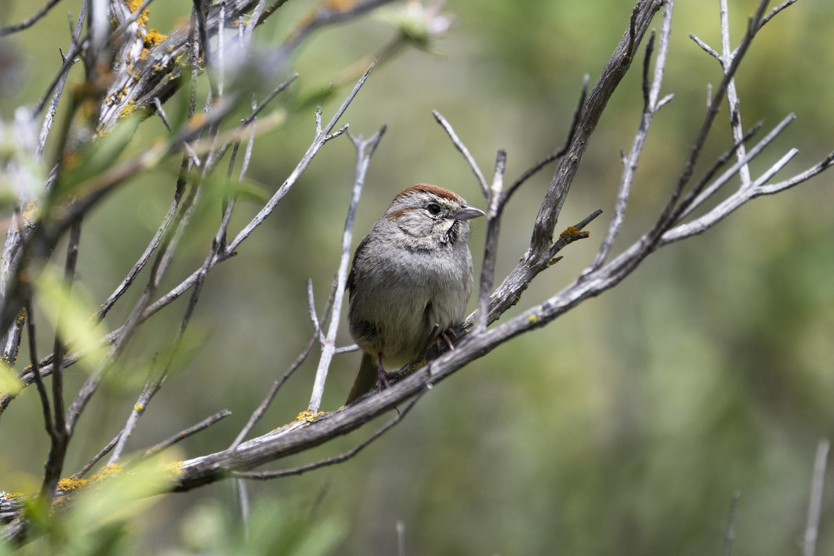 Rufous-crowned Sparrow - Mark Golan