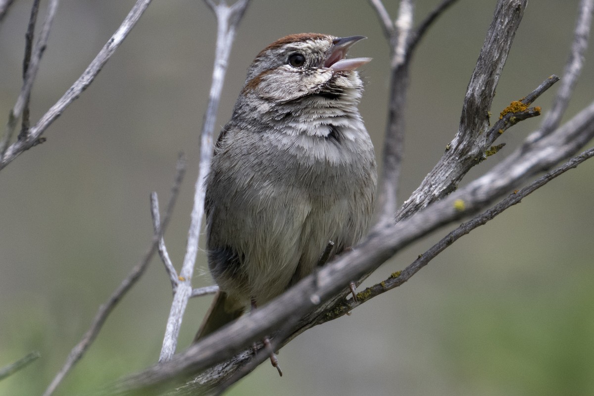 Rufous-crowned Sparrow - Mark Golan