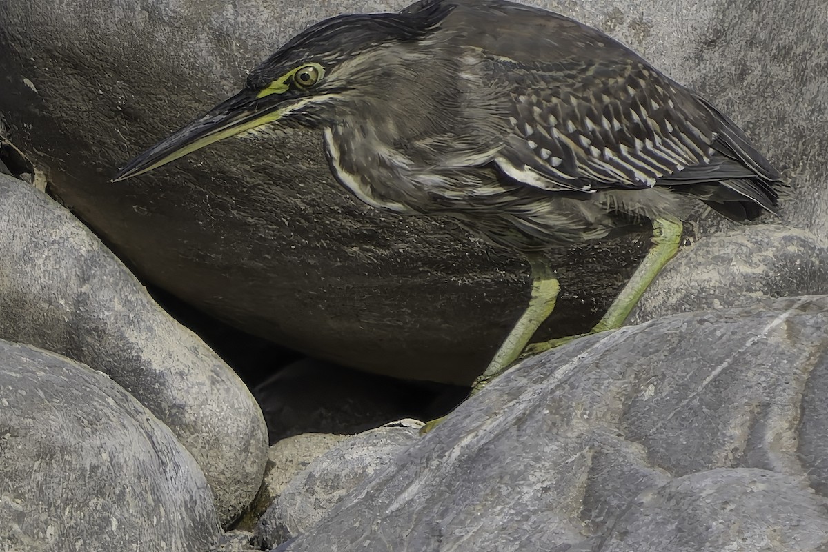 Striated Heron - ML617847560