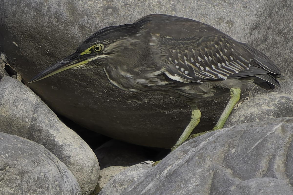 Striated Heron - Grant Price