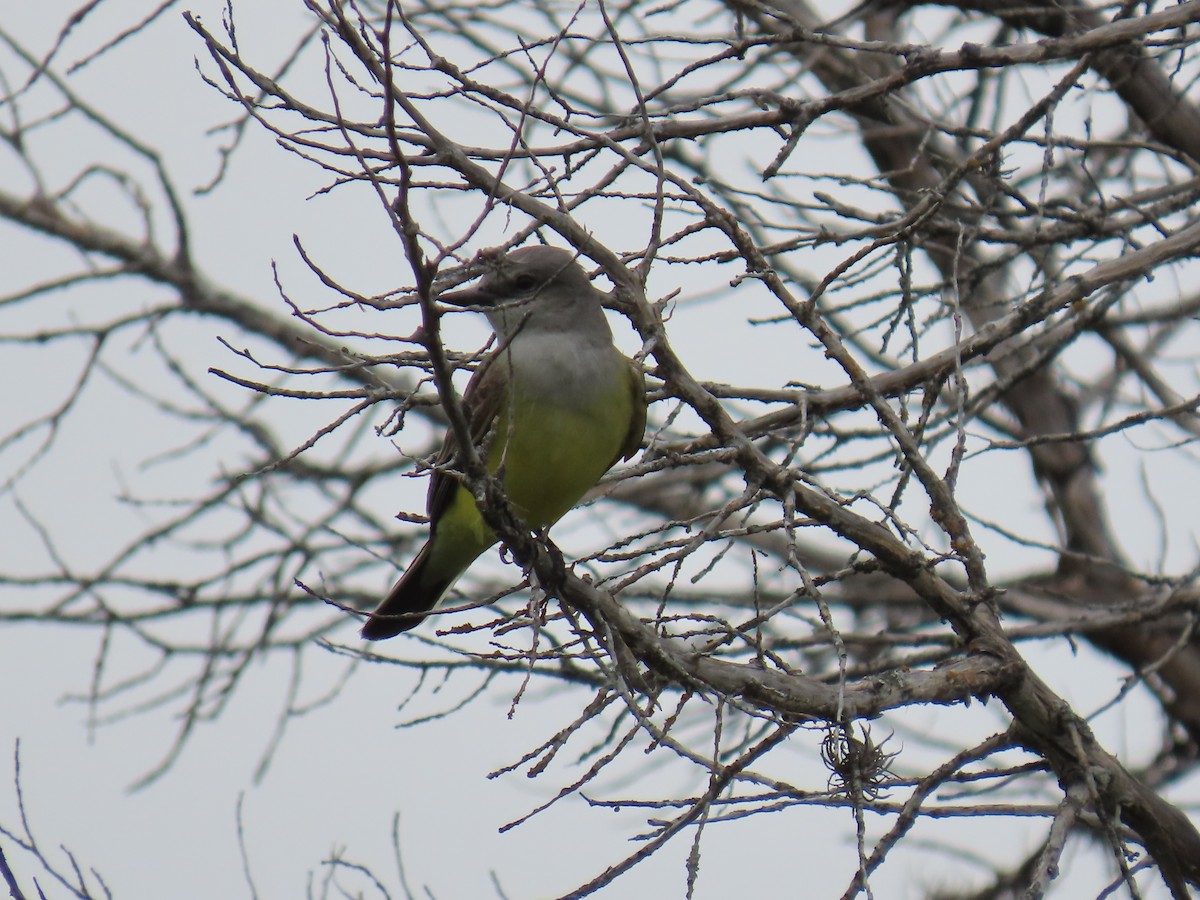 Western Kingbird - ML617847566