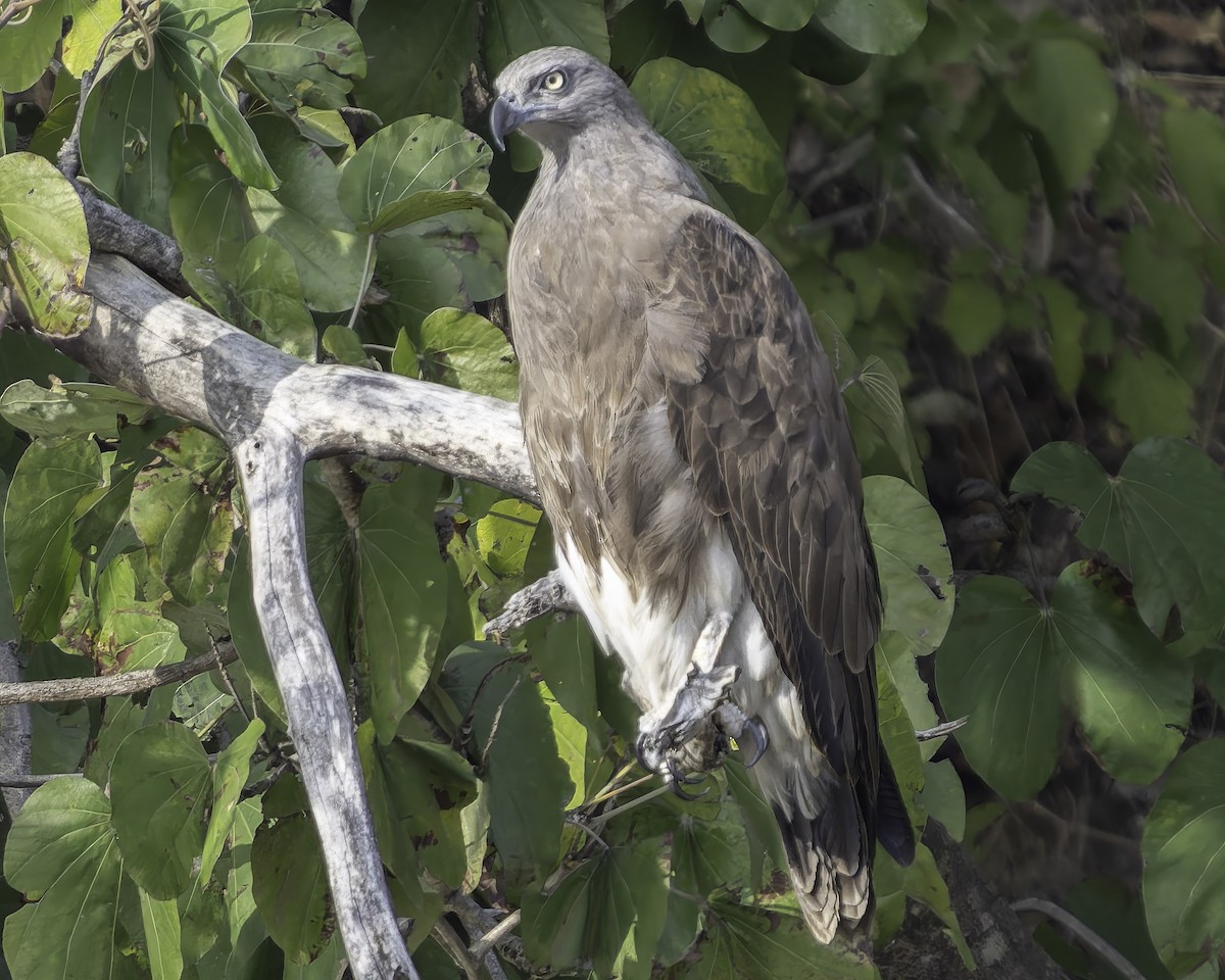 Lesser Fish-Eagle - Grant Price