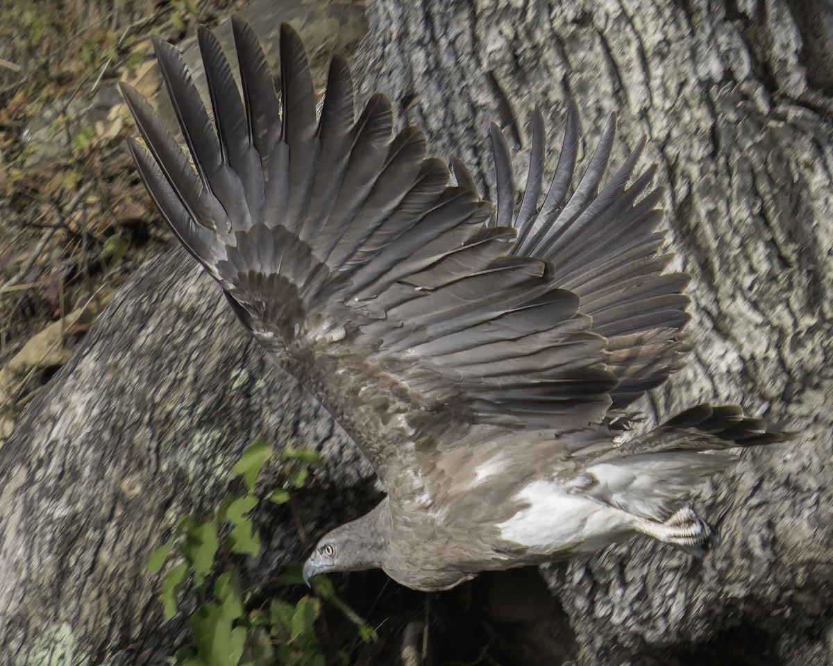 Lesser Fish-Eagle - Grant Price