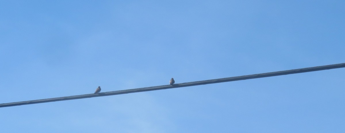 Northern Rough-winged Swallow - ML617847725