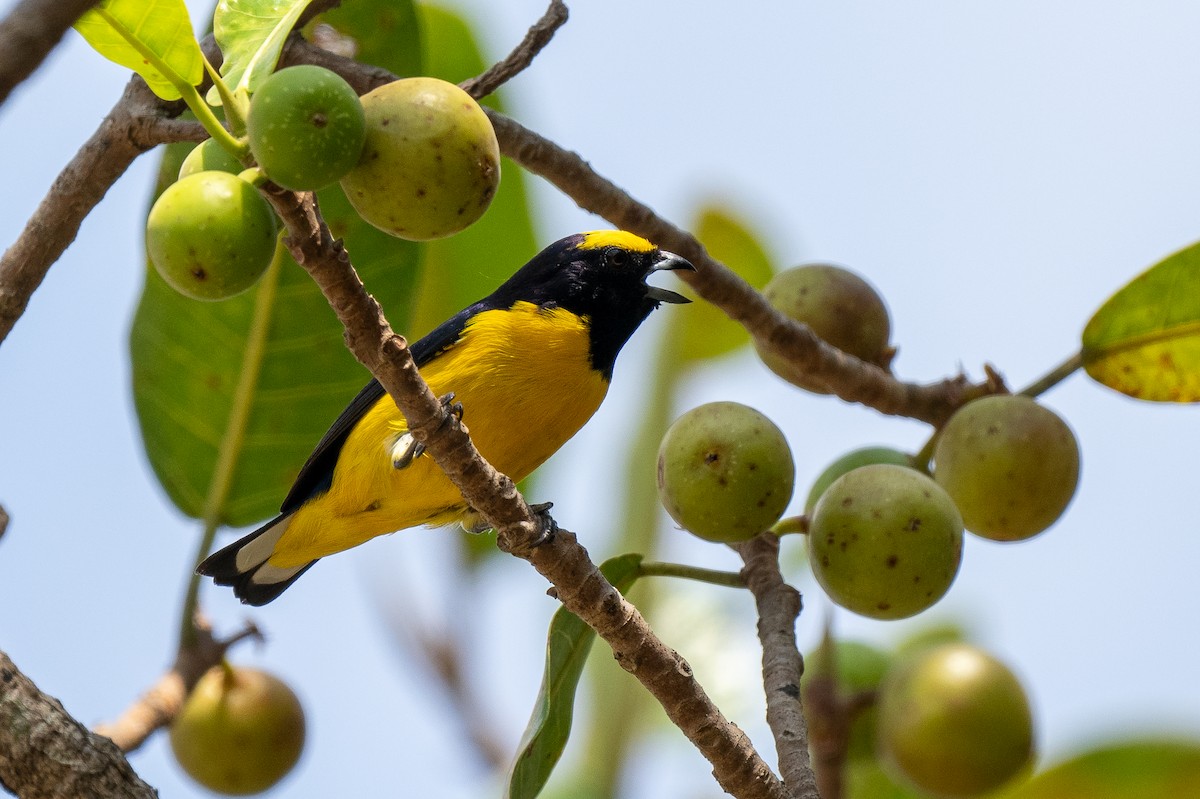 Scrub Euphonia - Forest Botial-Jarvis