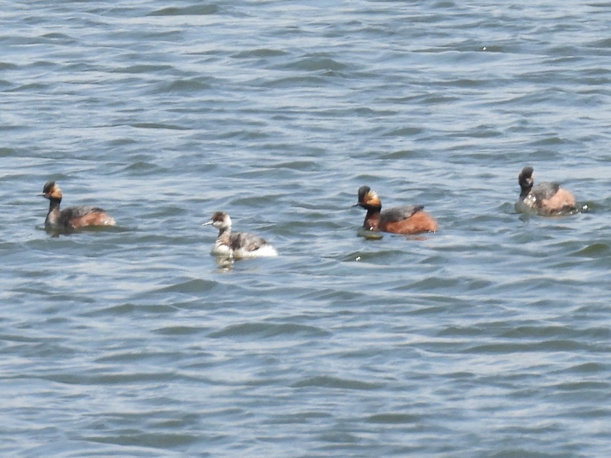 Eared Grebe - ML617847742